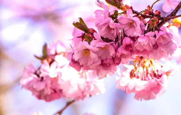 Light, flowers, bright, branch, spring, Sakura, pink, almonds