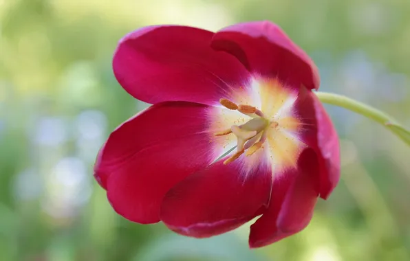 Macro, petals, tulips