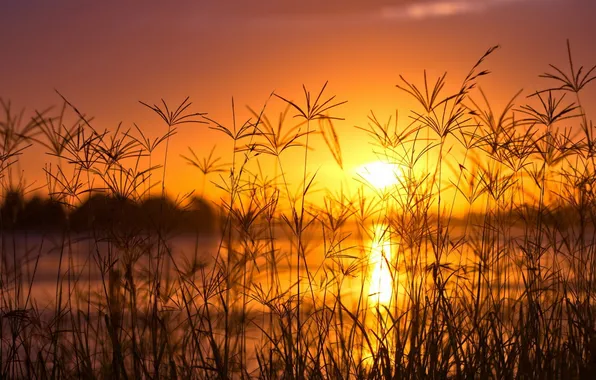 The sun, sunset, river, tall grass