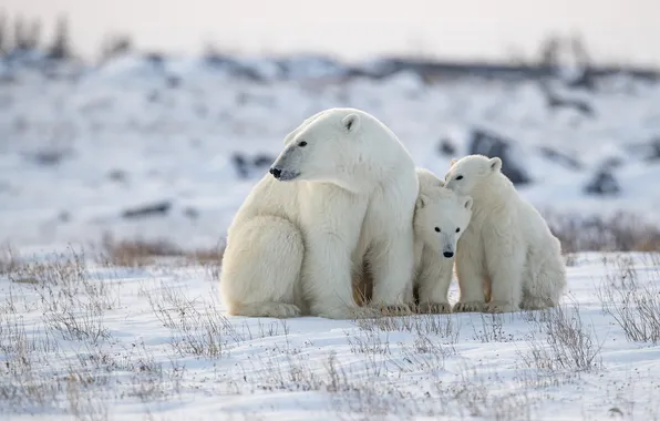 Winter, field, look, snow, nature, bears, polar bear, trio