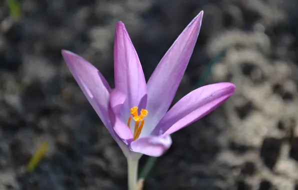 The sun, flowers, heat, spring, crocuses