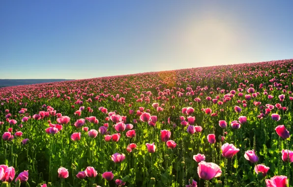 Field, the sun, flowers, nature