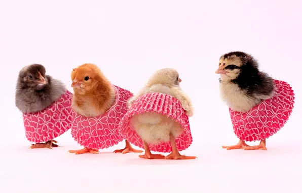 Picture background, chickens, Chicks, Quartet, skirts, Evgeny Degtev