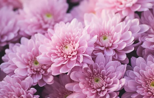 Picture macro, flowers, pink, chrysanthemum, AI art, neural network