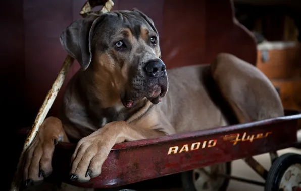 Picture dog, truck, dog, Cane Corso