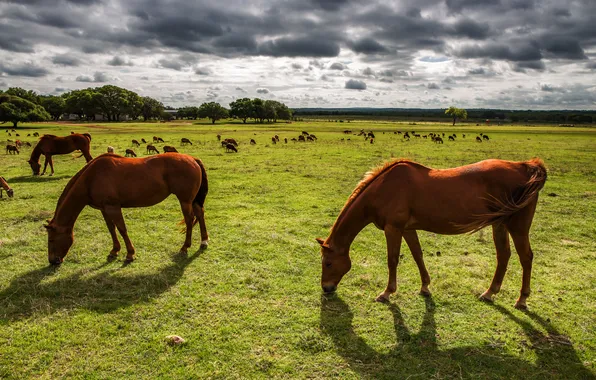 Field, horses, horse, pasture, grazing