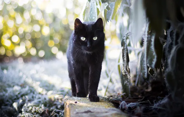 Cat, cat, nature, background, black, walk, bokeh