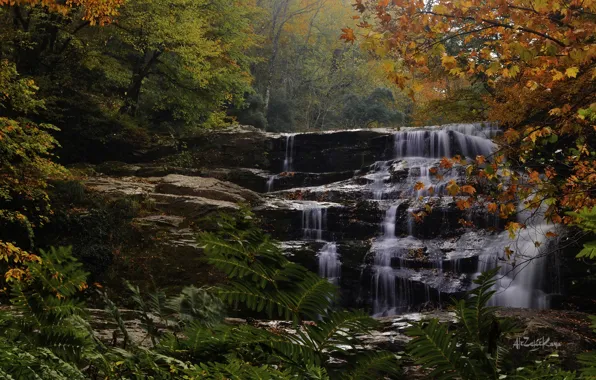 Autumn, forest, trees, river, waterfall