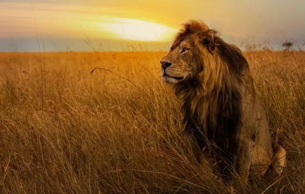 Picture field, the sky, grass, look, sunset, pose, Leo, mane
