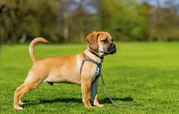 Picture dog, meadow, puppy