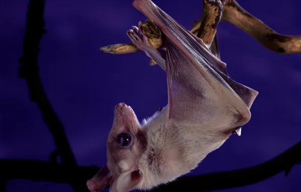 Purple, night, animal, sweetheart, branch, bat, hanging, head down