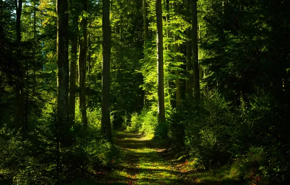Forest, nature, path