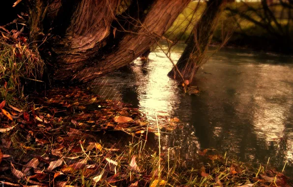 Autumn, water, strips, nature, lake, strip, river, yellow fallen leaves