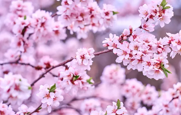 Trees, flowers, branches, nature, spring, garden, pink