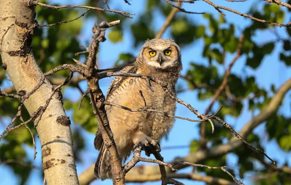 Picture look, trees, branches, owl, bird, foliage, bokeh