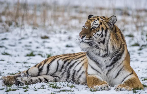 Picture snow, tiger, power, predator