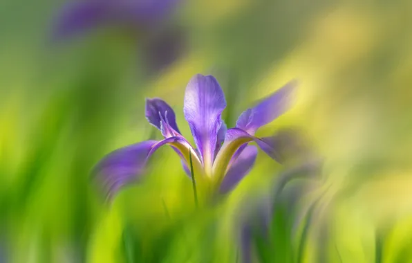 Flower, blur, iris
