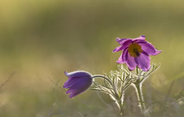 Weed, flowering, Anemones, Anemones