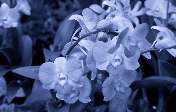 Stems, petals, white flowers, grey-blue background