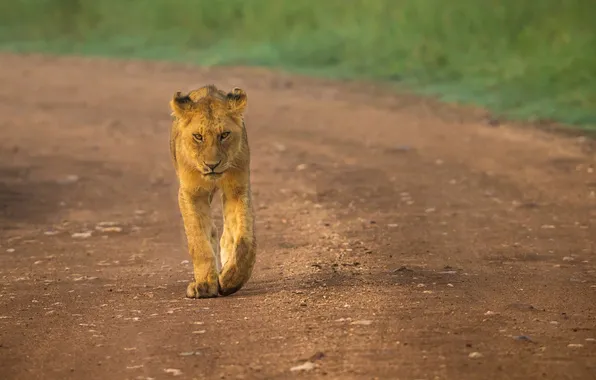 Road, predator, walk, lioness