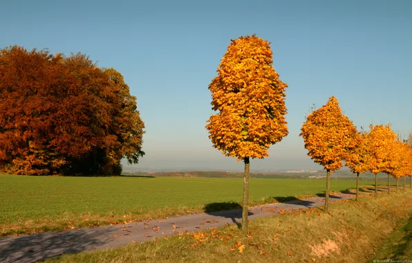 Autumn, trees, yellow