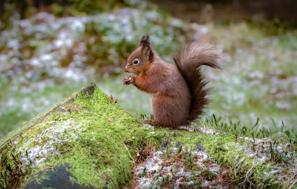 Wallpaper nature, rodent, protein, profile, moss, sitting