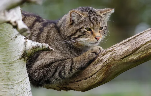 Cat, cat, pose, grey, branch, striped, wild, forest