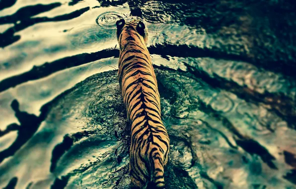 Picture water, tiger, predator, Disney's Animal Kingdom