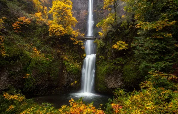 Picture forest, landscape, mountains, nature, waterfall, the bridge, Doug Shearer