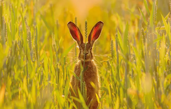 Picture Grass, Look, Hare, Ears, Hare, Pembrokeshire, Pembrokeshire, Skomer Island