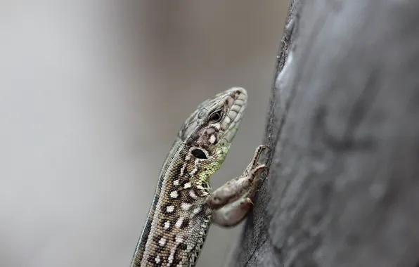 Picture background, tree, lizard