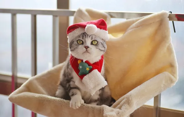 Cat, cat, look, pose, kitty, Christmas, New year, face