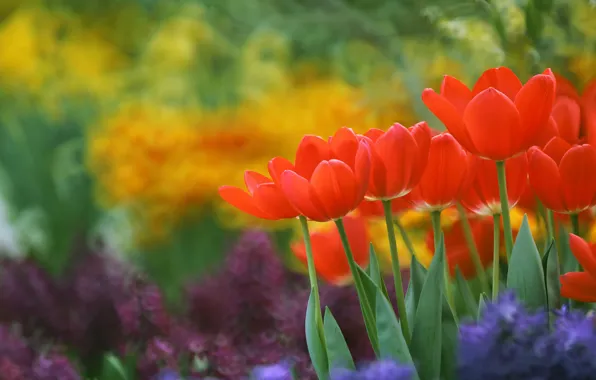 Tulips, bokeh, red tulips