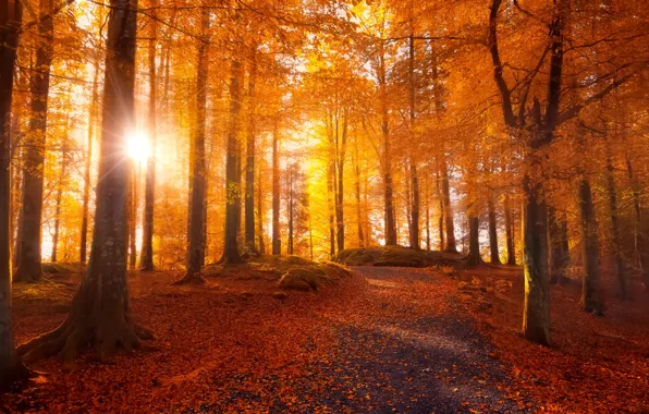 Picture road, autumn, forest, leaves, the sun, light, trees
