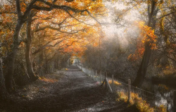Picture road, autumn, forest, fog, pond, Park, foliage, the fence