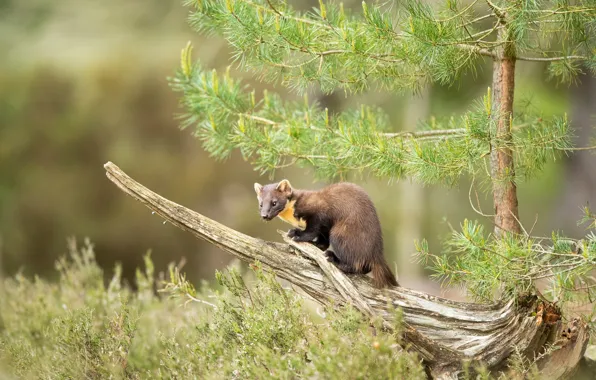 Picture forest, look, trees, branches, nature, pose, background, muzzle