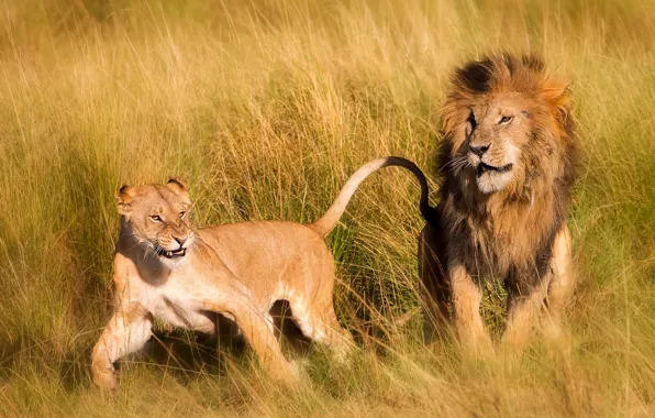 Nature, Africa, lions