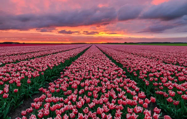 Field, sunset, tulips, Holland