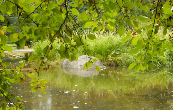 Autumn, flower, grass, nature, berries, stream, widescreen, plants