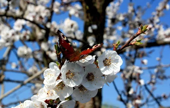Picture the sky, clouds, trees, flowers, nature, butterfly, spring, a blooming garden