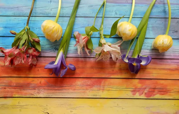Flowers, tulips, irises, widescreen, background, фон background, the Wallpapers, full screen