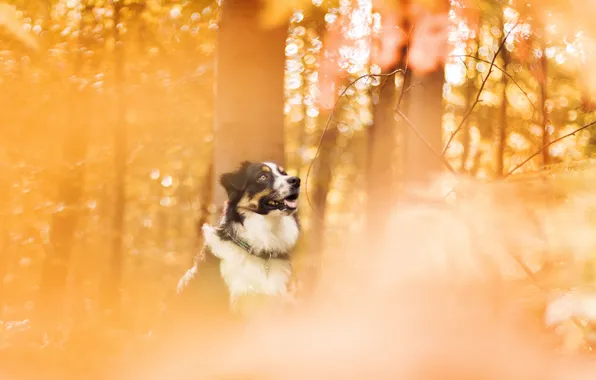 Autumn, each, dog