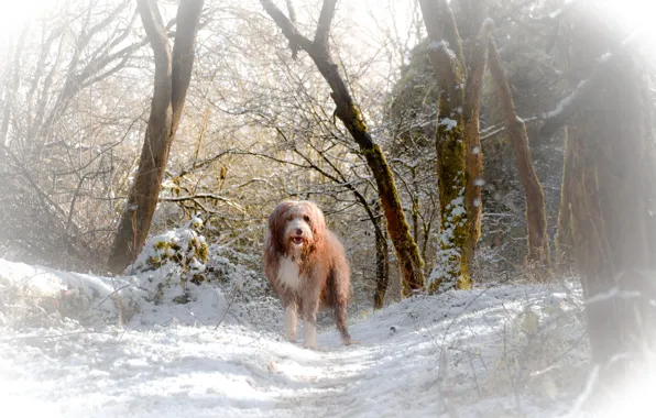 Winter, look, snow, each, dog