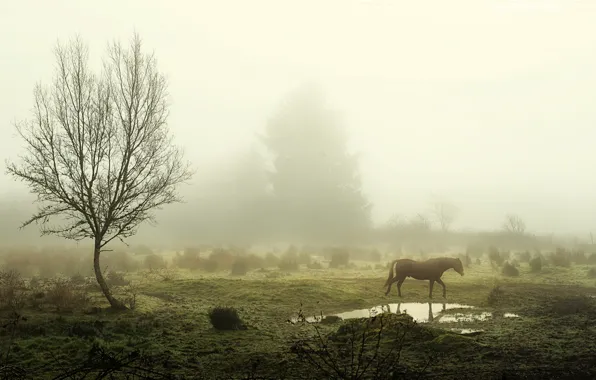 Trees, fog, horse, morning, puddle