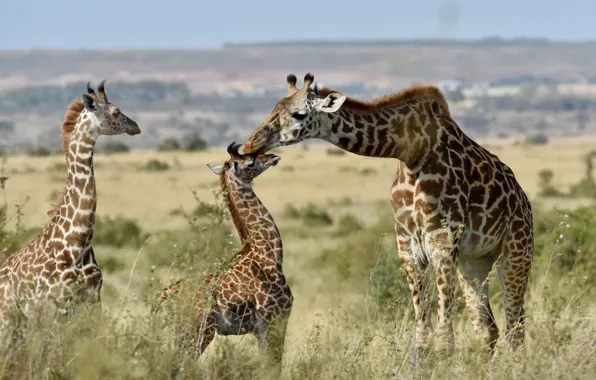 Giraffes, family, cubs