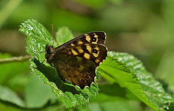 Leaves, microsemi, wings, Butterfly, insect, beautiful, closeup