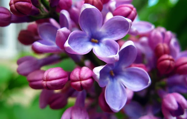 Picture flowers, Wallpaper, lilac, gentle