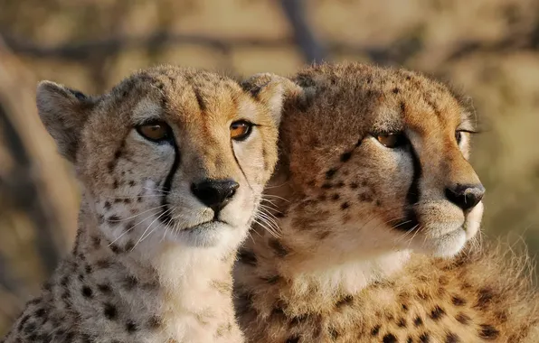 Picture cat, look, face, pair, Cheetah