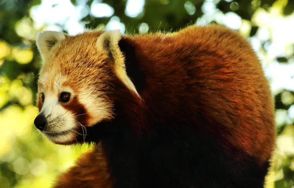 Background, firefox, face, Red Panda
