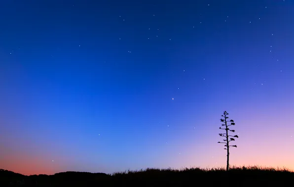The sky, stars, tree, horizon